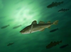 Bad Fish – Part 1