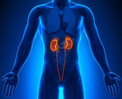 The 6 Best Vitamins for Kidney Health