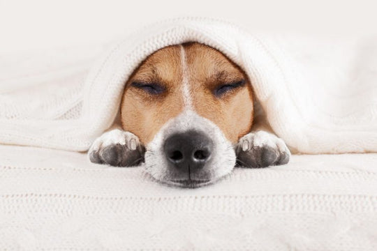 7 Ways to Fight Winter Fatigue and Tiredness