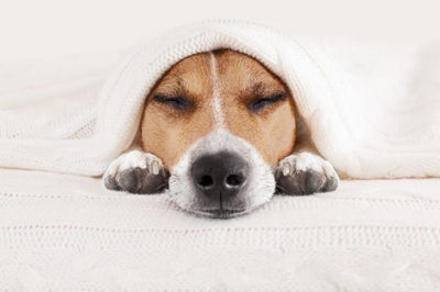 7 Ways to Fight Winter Fatigue and Tiredness