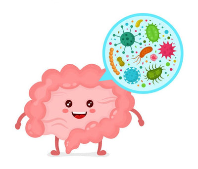 How Do Probiotics Work in Your Body and Gut?
