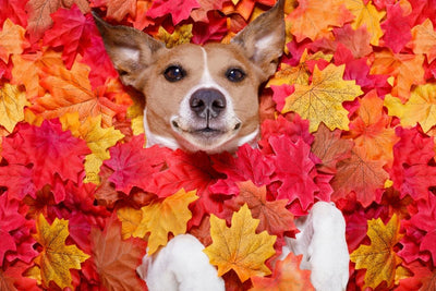 7 Autumn Activities to Help Keep You Healthy